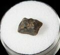 Bargain Triceratops Shed Tooth - Montana #13000-1